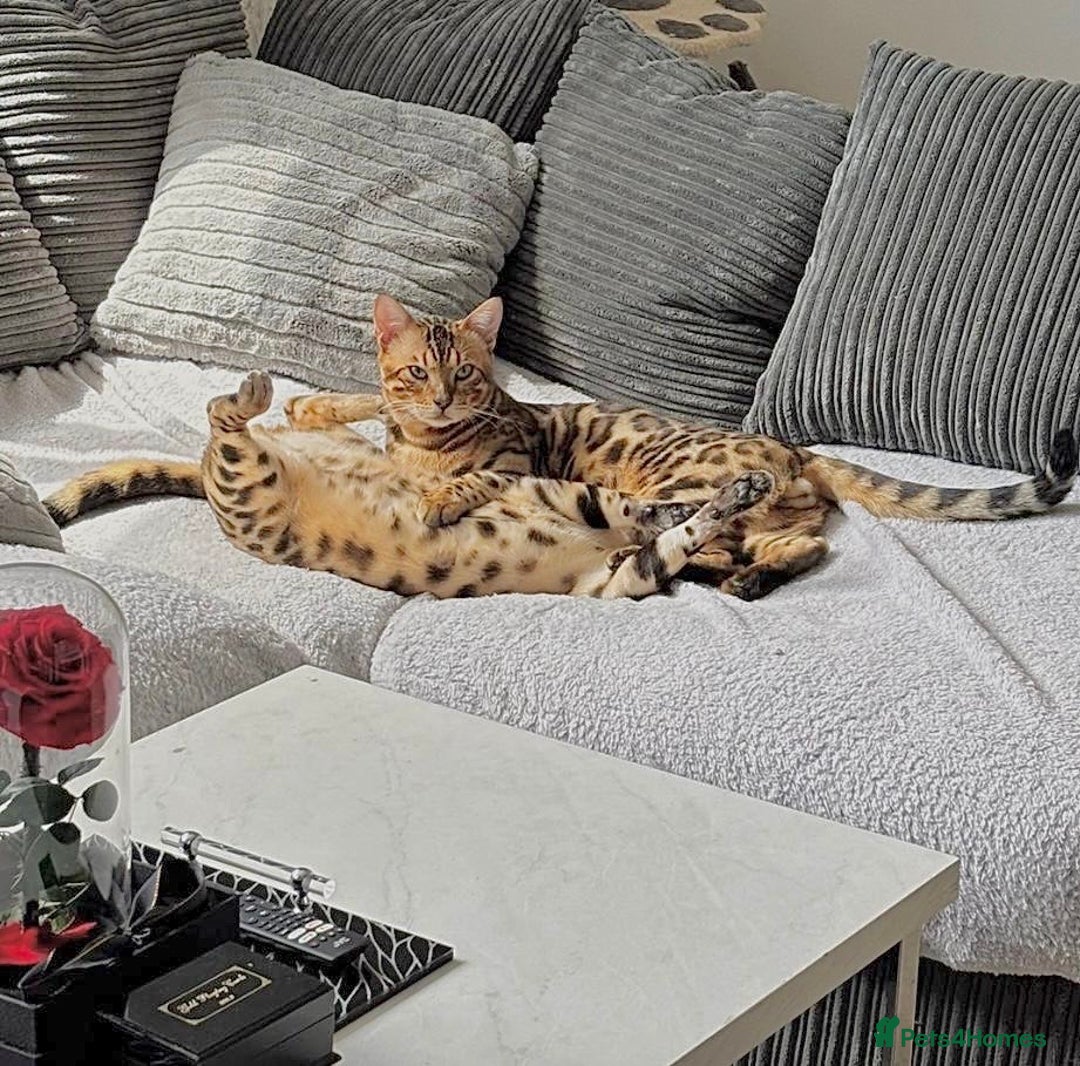 Bengal cats for sale: Young Bengals Males & Females - Image 7