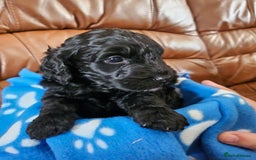 Cockapoo dogs for sale: F2 cockapoos   - Image 1