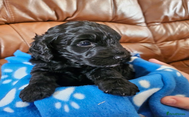 Cockapoo dogs - Advert 10