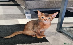 Abyssinian cats for sale: Last aby boy - Image 2