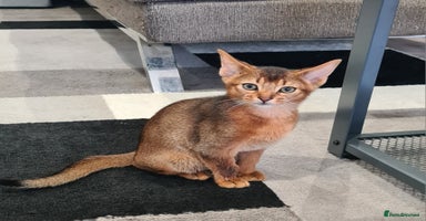 Abyssinian cats - Advert 3