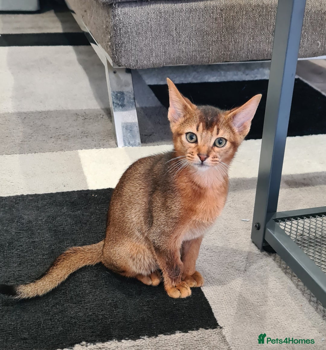 Abyssinian cats for sale: Last aby boy - Image 2