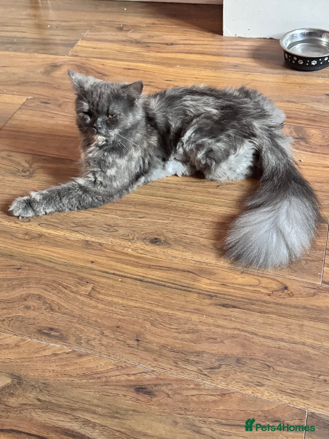 Maine Coon cats for sale: Main coon adorable kittens  - Advert 3