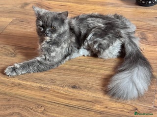 Maine Coon cats Main coon adorable kittens - Advert 18