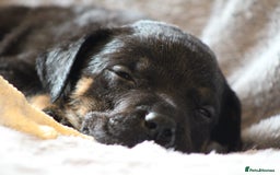 Mixed Breed dogs for sale: Rottweiler/pressa f1 - Image 28