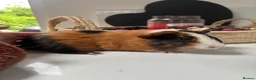 Guinea Pig rodents for sale: Baby boy available - Advert 4