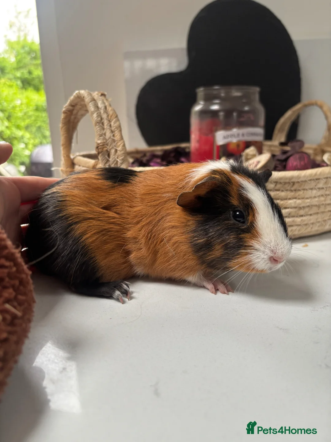 Guinea Pig rodents for sale: Baby boy available - Advert 4