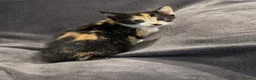 Mixed Breed cats for sale: READY NOW BOY AND GIRLS - Advert 5