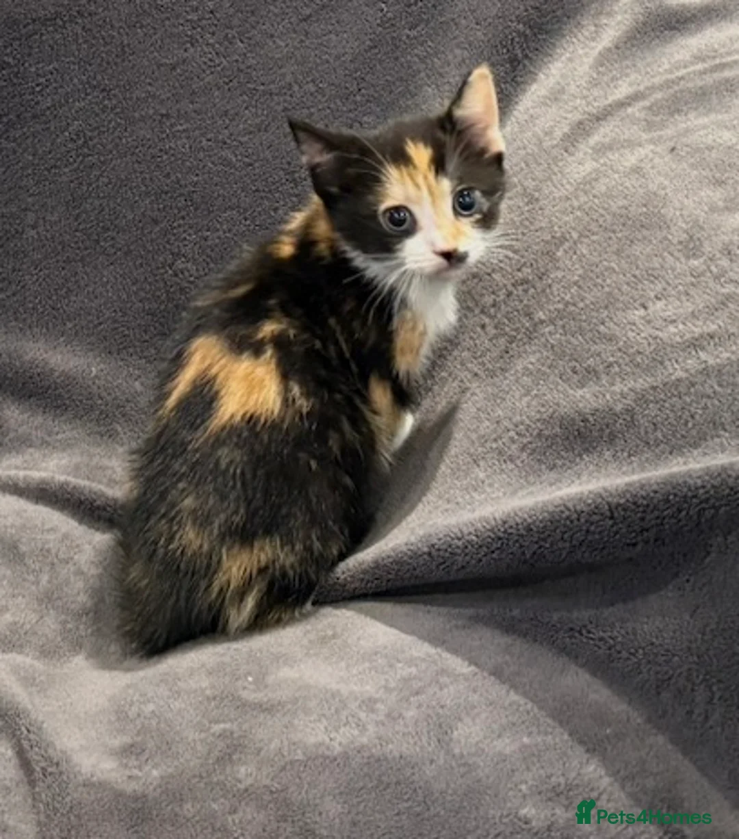 Mixed Breed cats for sale: READY NOW BOY AND GIRLS - Advert 5