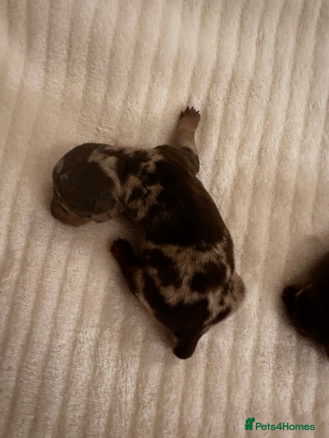 Miniature Dachshund dogs for sale: KC PRA CLEAR  miniature  Dachshund ‘s  - Advert 3