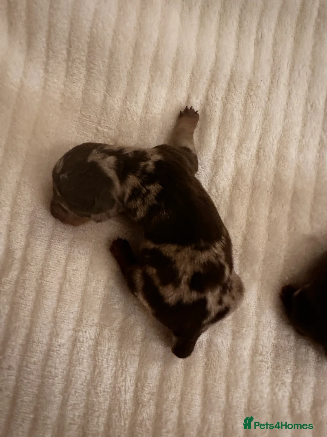 Miniature Dachshund dogs for sale: KC PRA CLEAR  miniature  Dachshund ‘s  - Advert 4