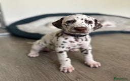 Dalmatian dogs for sale: Stunning mixed litter of Dalmatians  - Image 28