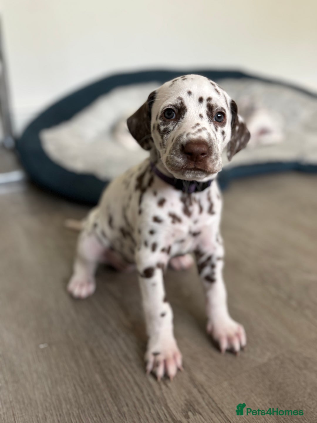 Dalmatian dogs for sale: Stunning mixed litter of Dalmatians  - Image 28