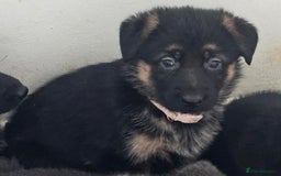 German Shepherd dogs for sale: German shepherd puppies - Image 2
