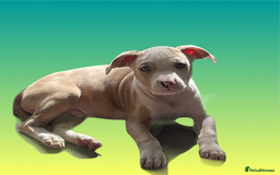 Mixed Breed dogs for sale: Ready to leave Staff x bulldog puppies  - Image 17