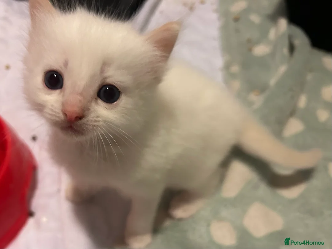 Mixed Breed cats for sale: Ragdoll x Tabbie kittens - Advert 3