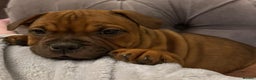 Staffordshire Bull Terrier dogs for stud: 🥨 Crufts Qualified Red SBT Stud 🥨 - Advert 11