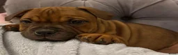 Staffordshire Bull Terrier dogs for stud: 🥨 Crufts Qualified Red SBT Stud 🥨 - Advert 9