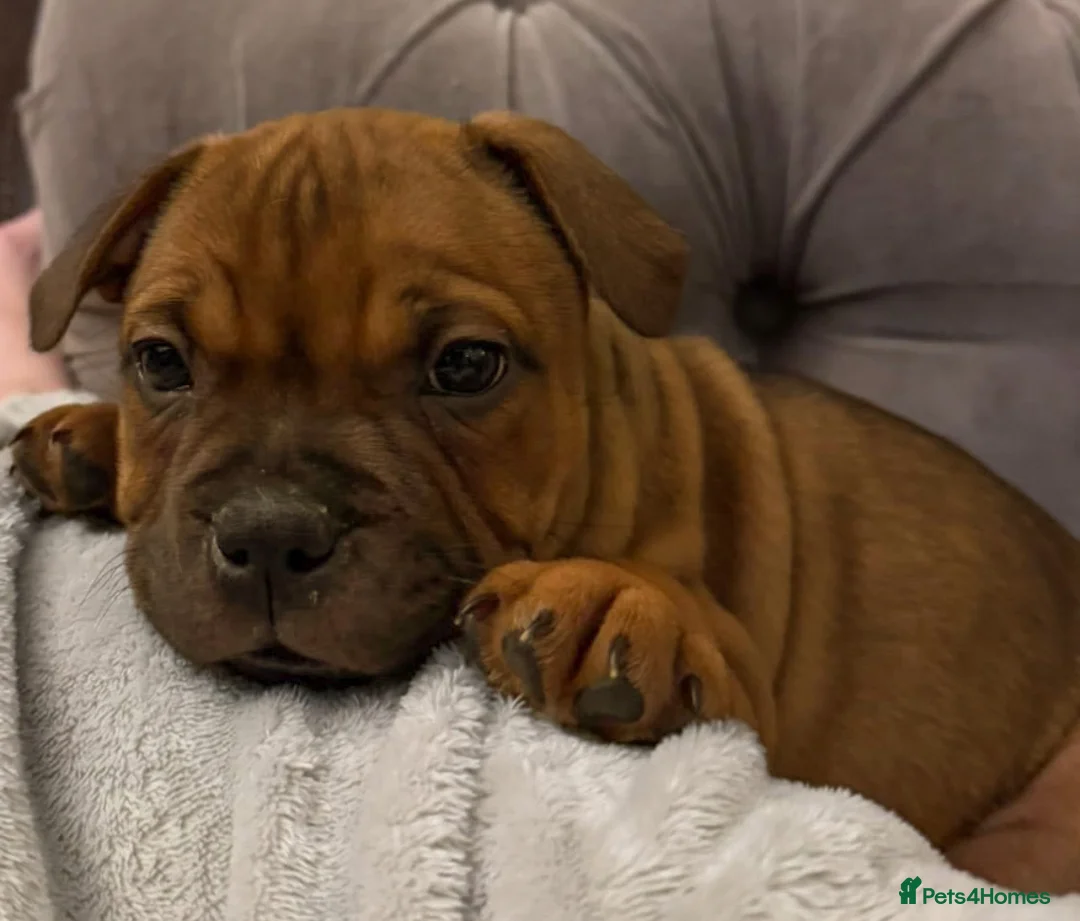 Staffordshire Bull Terrier dogs for stud: 🥨 Crufts Qualified Red SBT Stud 🥨 - Advert 9