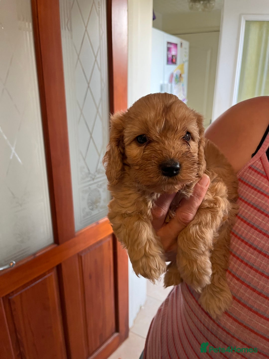 Cockapoo dogs for sale: Gorgeous Cockapoo Pups - Image 6