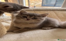 Scottish Fold cats for sale: Pedigree Scottish fold and straight kittens - Image 18