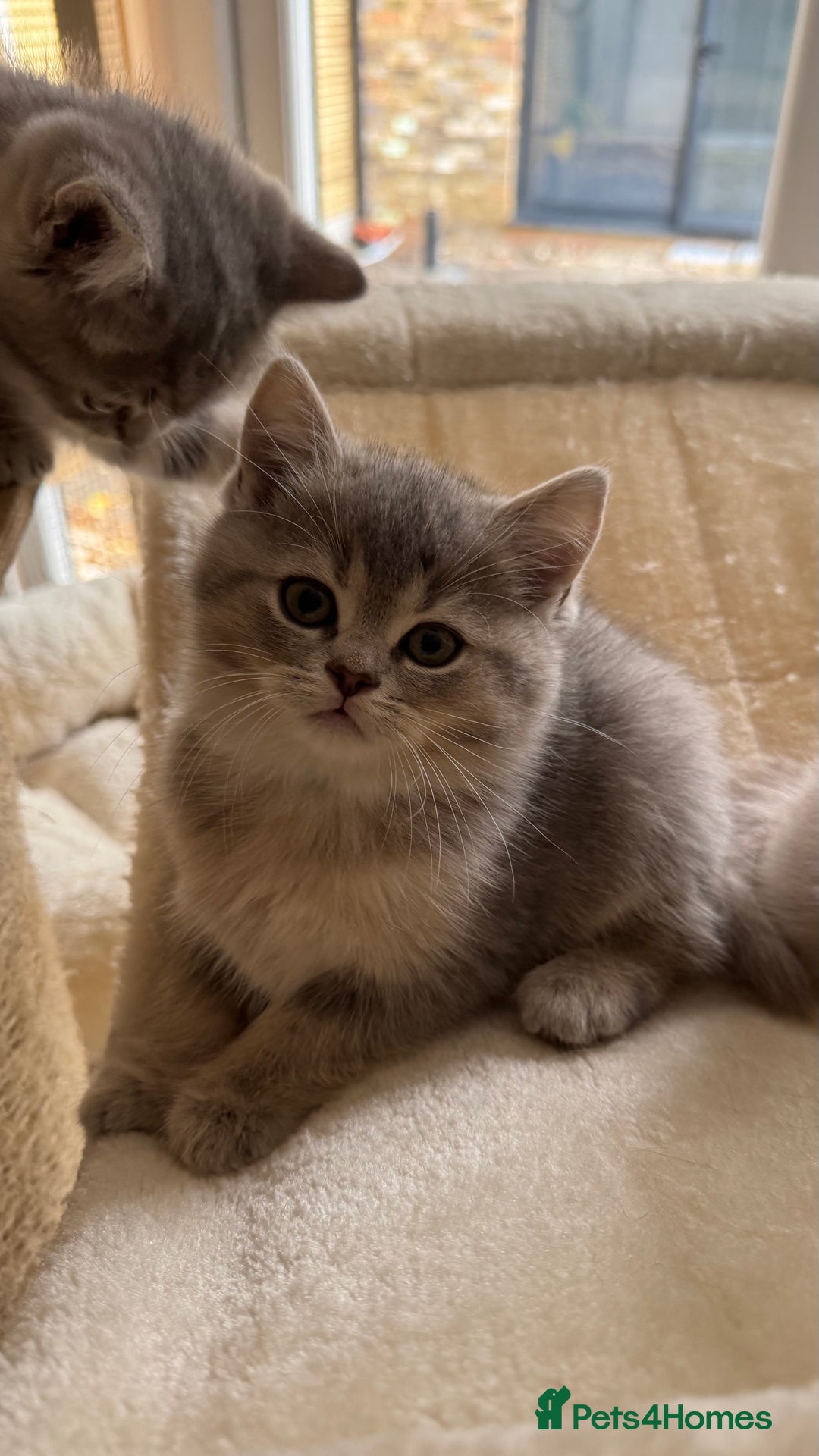 Scottish Fold cats for sale: Pedigree Scottish fold and straight kittens - Image 18