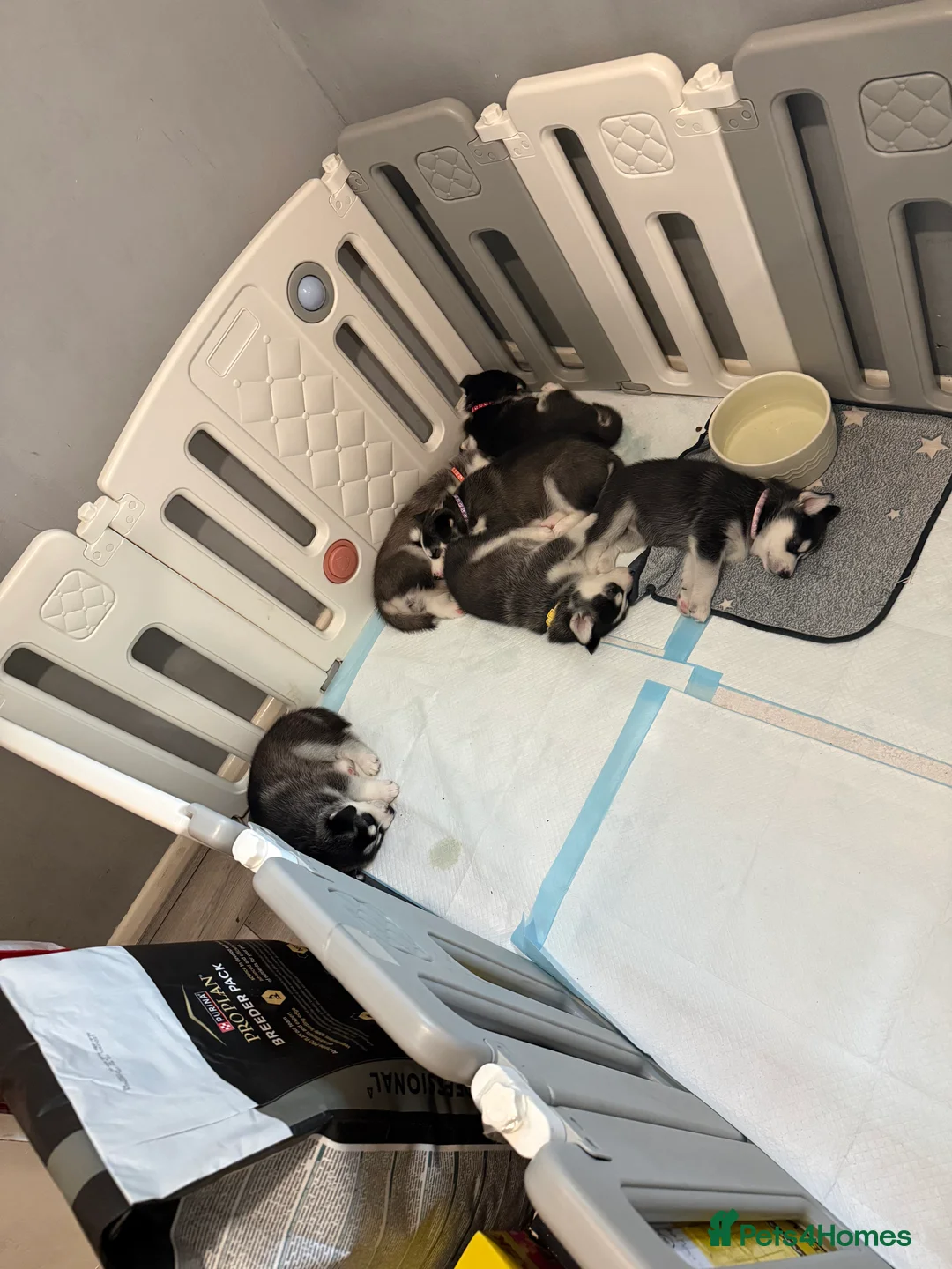 Siberian Husky dogs for sale: Gorgeous, Healthy & Fully Insured Siberian puppies in Stanmore - Advert 6