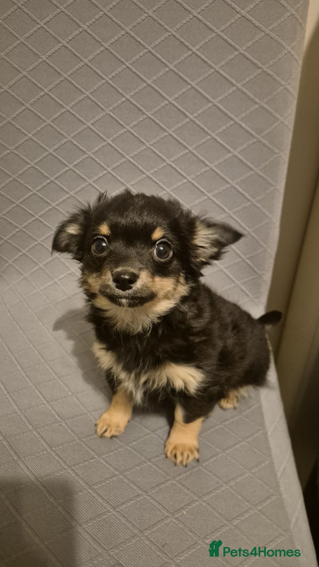 Chihuahua dogs for sale: Beautiful fluffy chihuahua puppies  - Advert 6