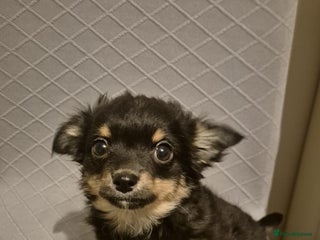 Chihuahua dogs Beautiful fluffy chihuahua puppies - Advert 10