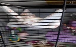 Rat rodents for sale: Baby rats  - Image 9