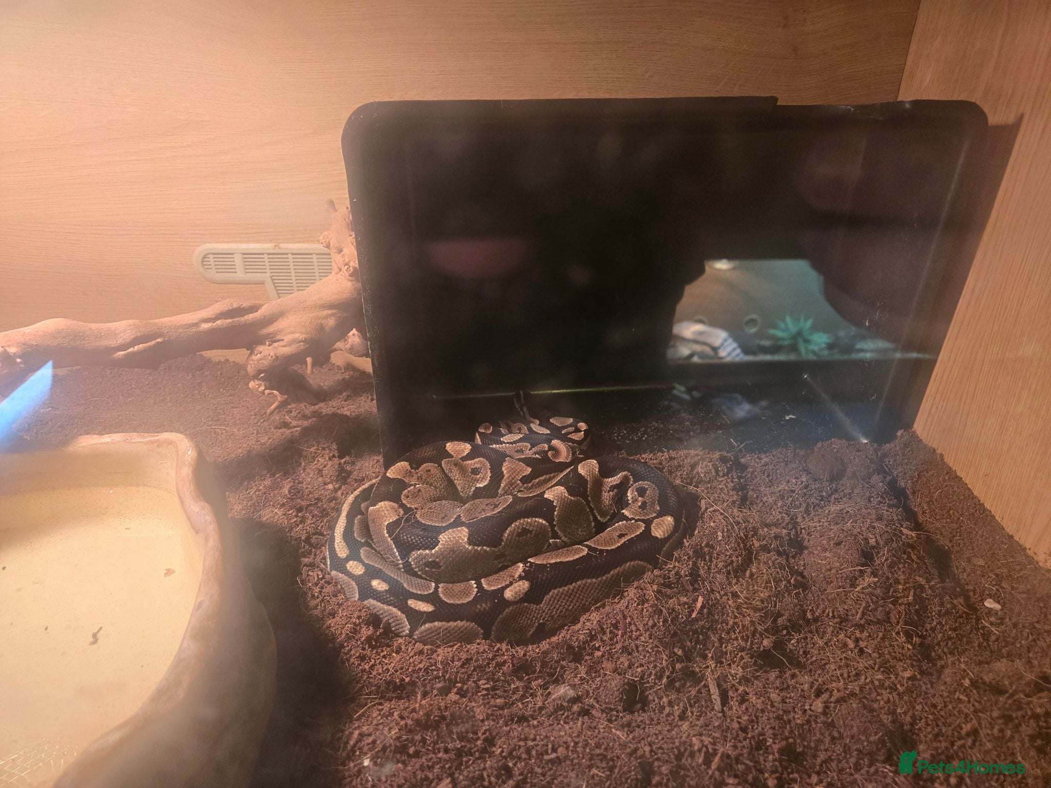 Python Snake reptiles Royal Python - Advert 3