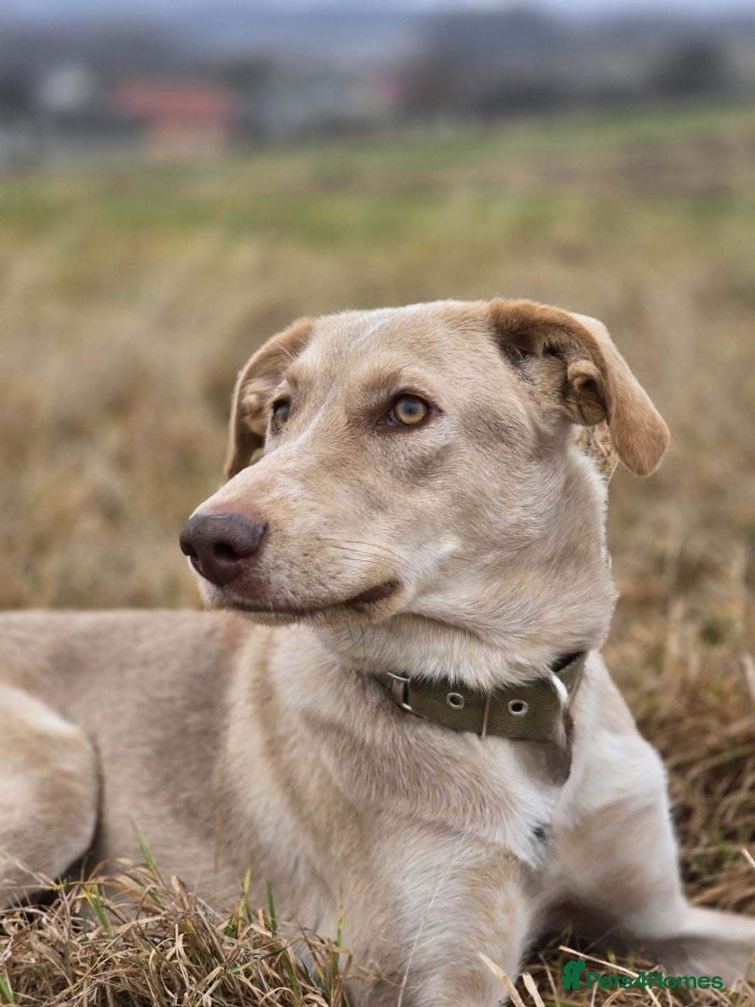 Mixed Breed dogs for adoption: ❤️ JENA – A Gentle 1 year old Girl ❤️ - Advert 11