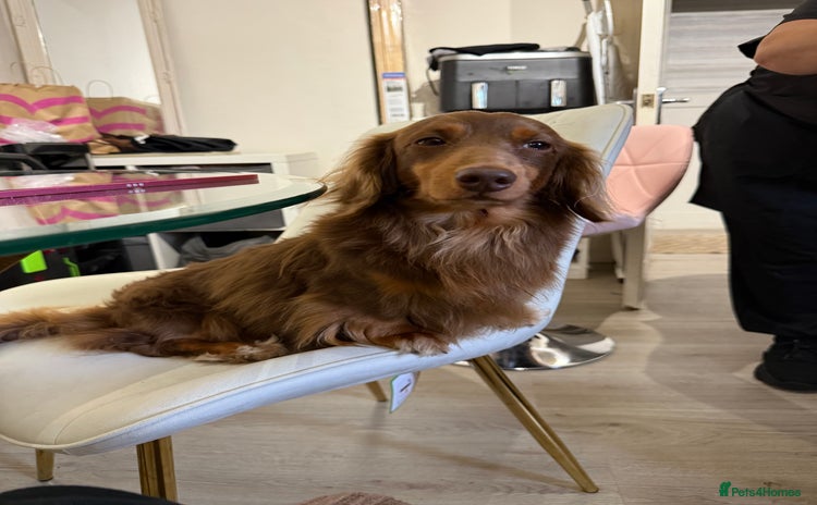 Miniature Dachshund dogs in Liverpool - Advert 12