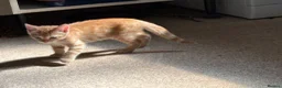 Mixed Breed cats for sale: Available Now - 2 Ginger & 1 Black Kitten - Advert 11