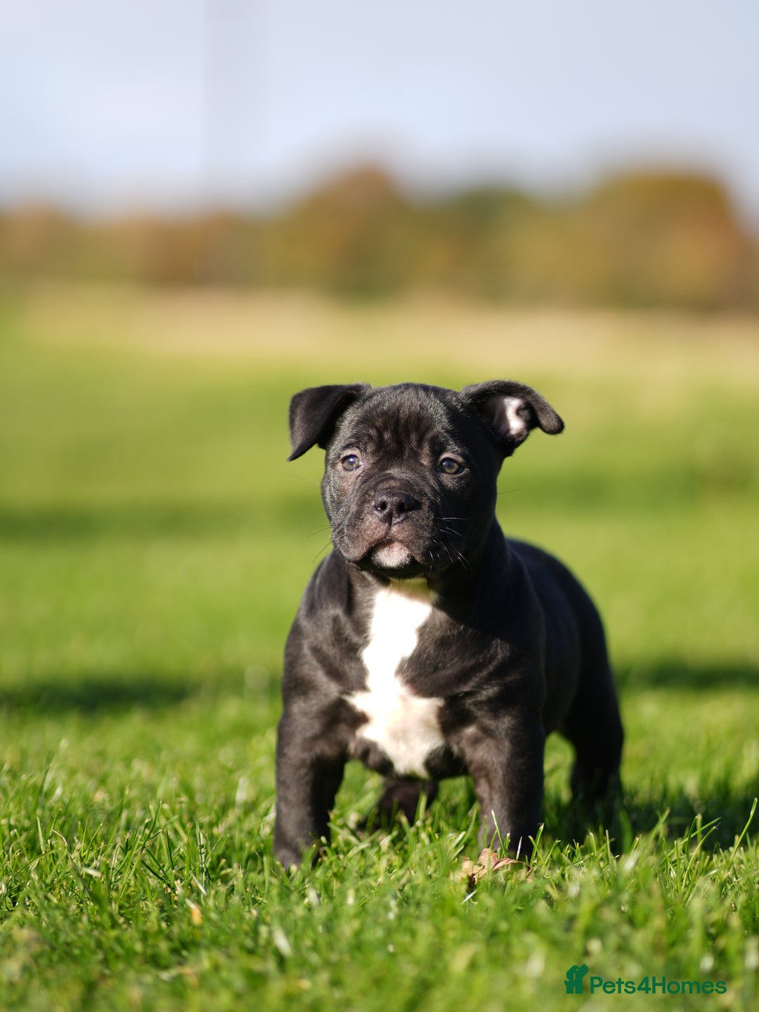 American Bully dogs for sale: 🏆Champion Cole pups 🏆 - Image 9