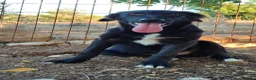 Mixed Breed dogs for adoption: Boci! in Scarborough - Advert 1