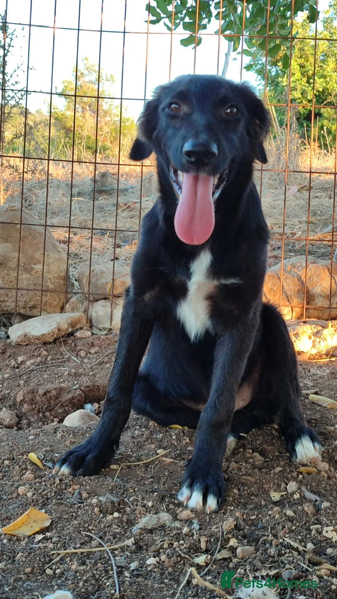 Mixed Breed dogs for adoption: Boci! in Scarborough - Advert 1