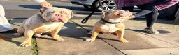Olde English Bulldogge dogs for sale: Nebbr Female Olde english  - Advert 3