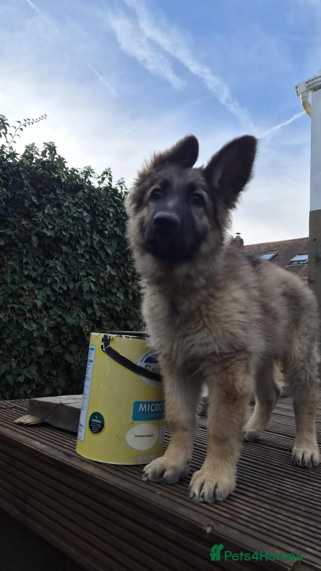 German Shepherd dogs for sale:  Confident & happy GSD looking for her 4ever home - Advert 2