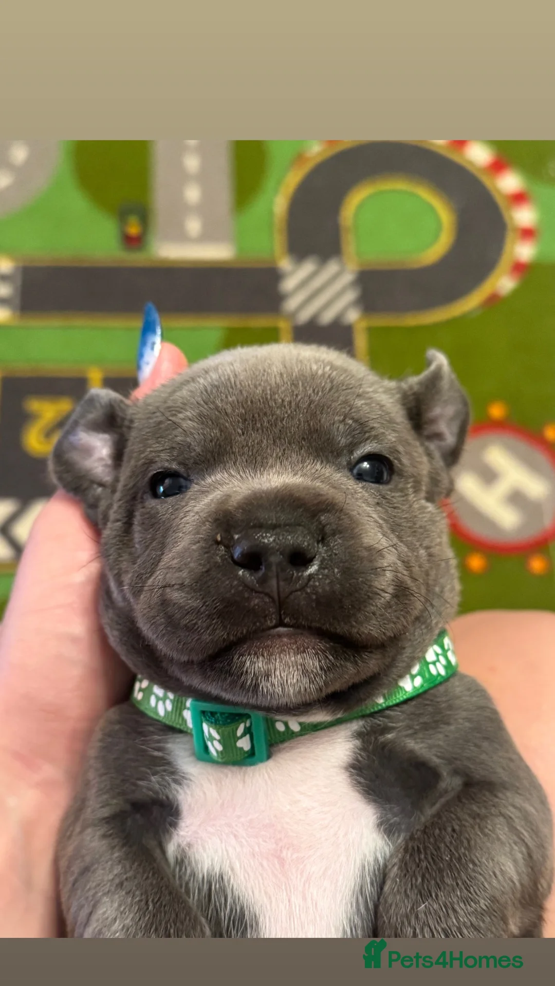 Staffordshire Bull Terrier dogs for sale: Staffy puppies for sale  - Advert 1