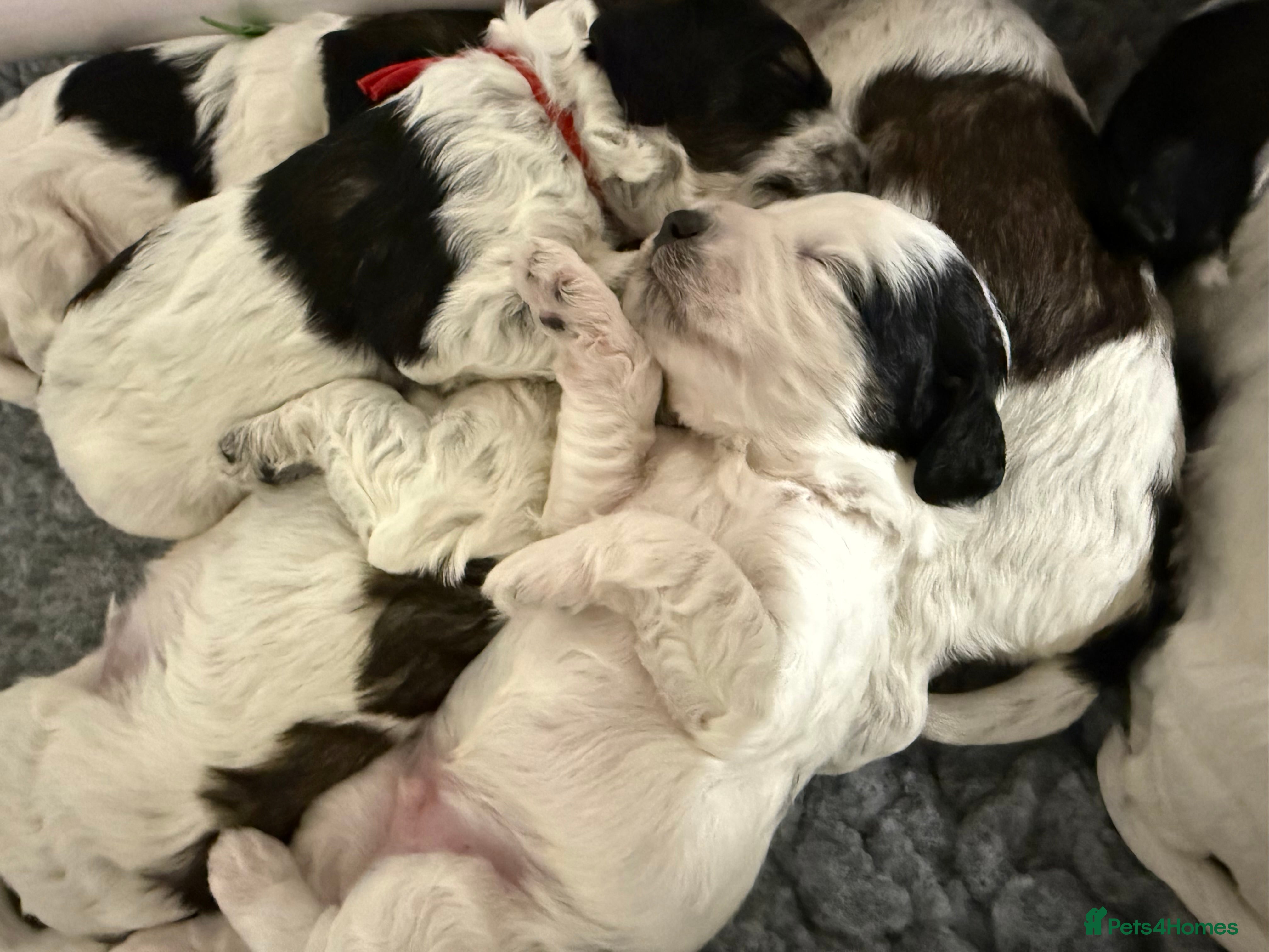 Mixed Breed dogs Miniature Parti Schnockerpoo Puppies  - Advert 1