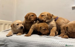 Labrador Retriever dogs for sale: Beautiful fox red puppies  - Image 7