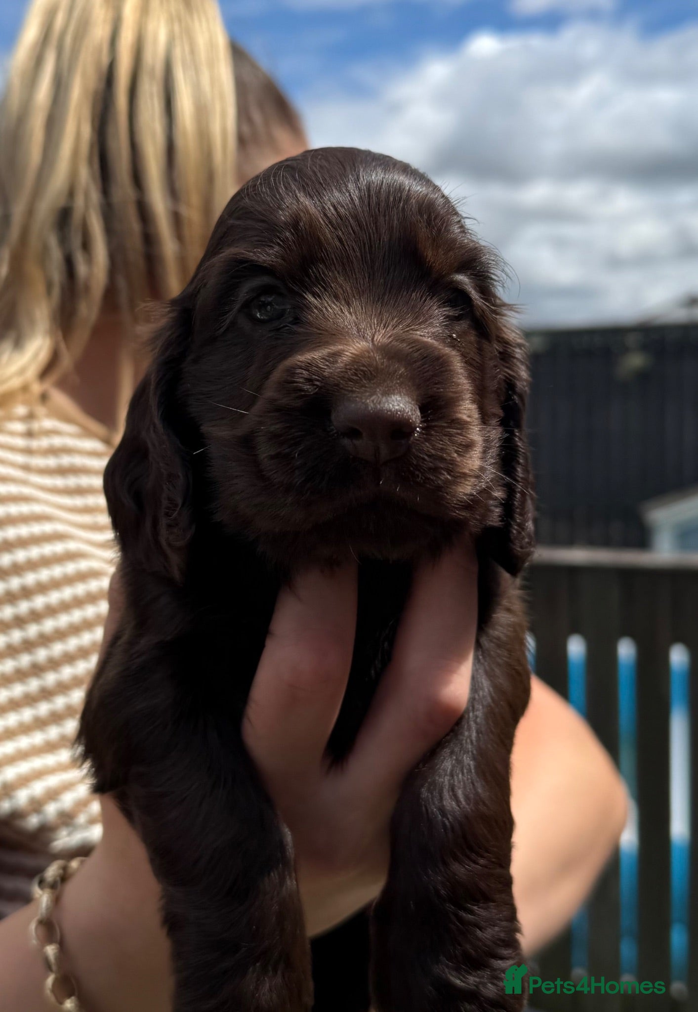 Cocker Spaniel dogs Amazing KC registered Show cocker spaniels - Advert 2