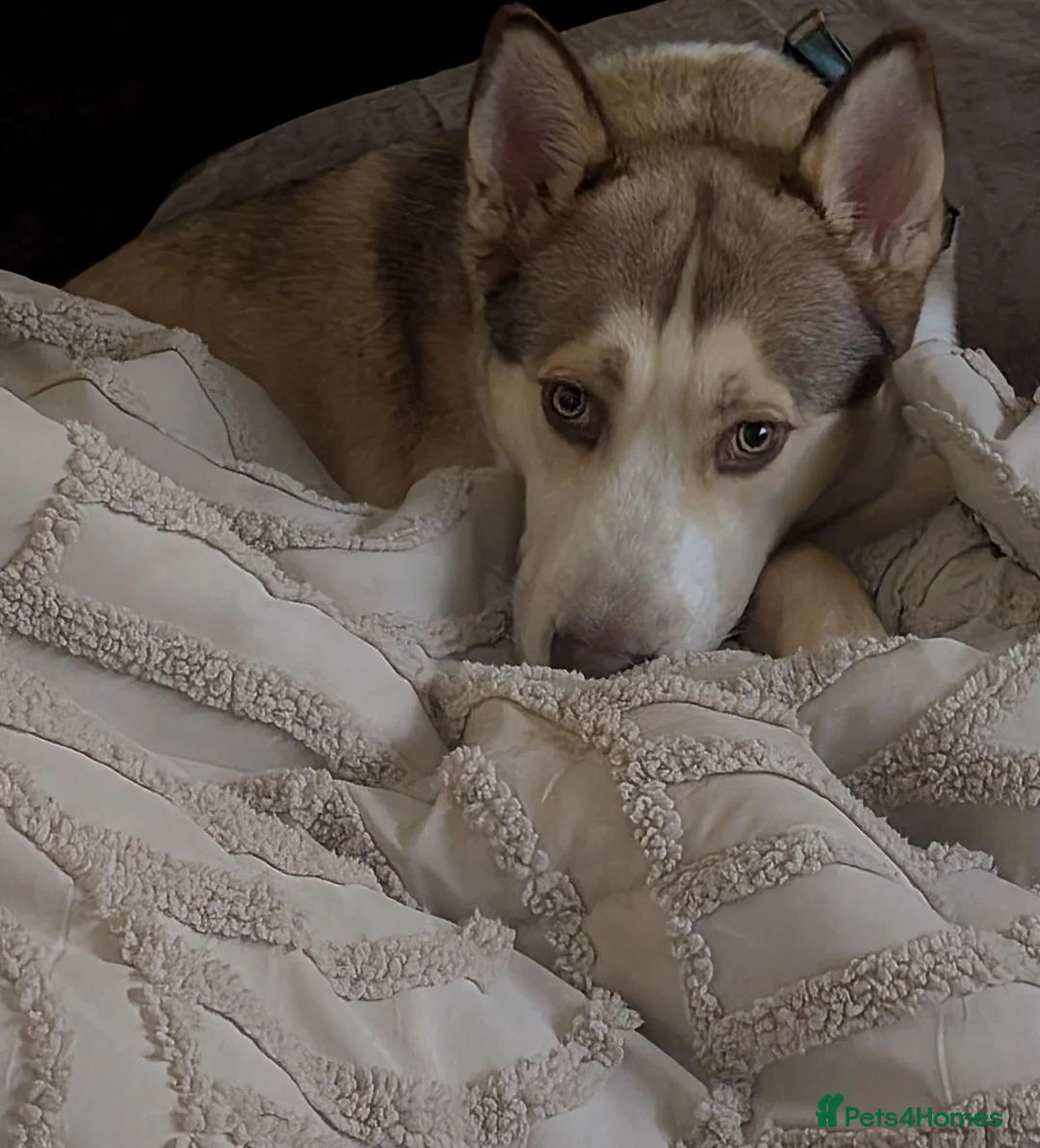 Utonagan dogs for sale: Husky cross in Tamworth - Advert 2