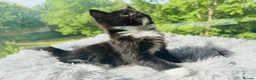 Mixed Breed cats for sale: Mixed Maine Coon Kittens in Richmond - Advert 21