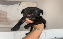 Cane Corso dogs for sale: Pure breed cane corso  - Image 14