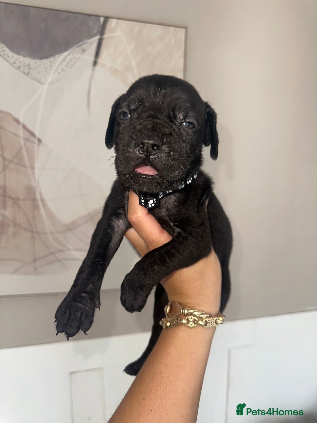 Cane Corso dogs for sale: Pure breed cane corso  - Image 14