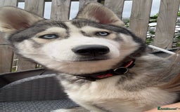 Siberian Husky dogs for sale: 10 month old Husky - Image 1