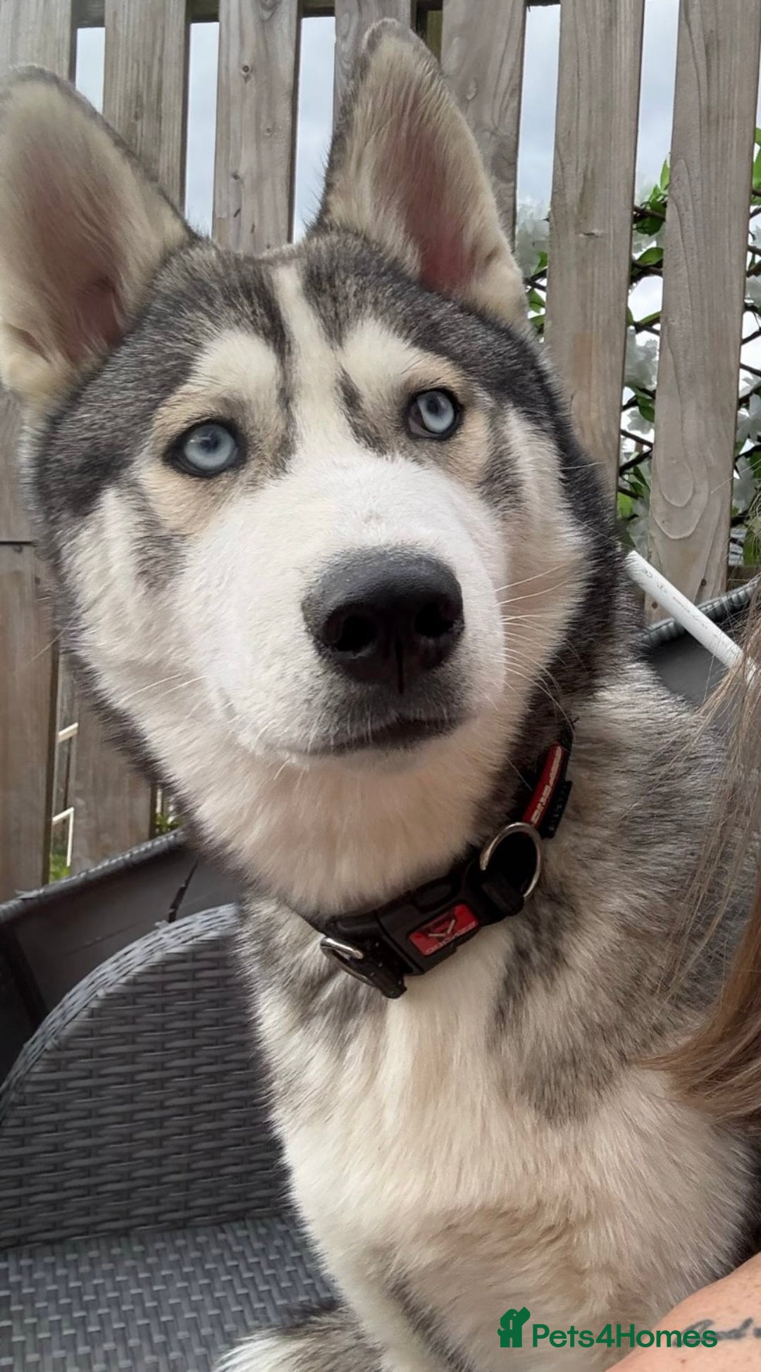 Siberian Husky dogs for sale: 10 month old Husky - Image 1