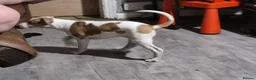 Lurcher dogs for sale: Beautiful Lurcher Litter - Advert 8